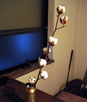 cottonball.jpg